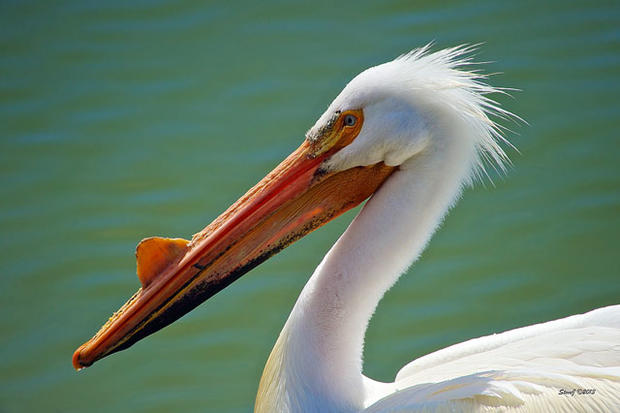 american-white-pelican.jpg 