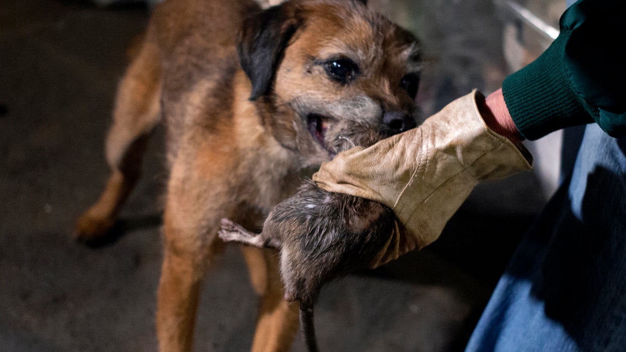 New York City rats, fleas could carry bubonic plague CBS News