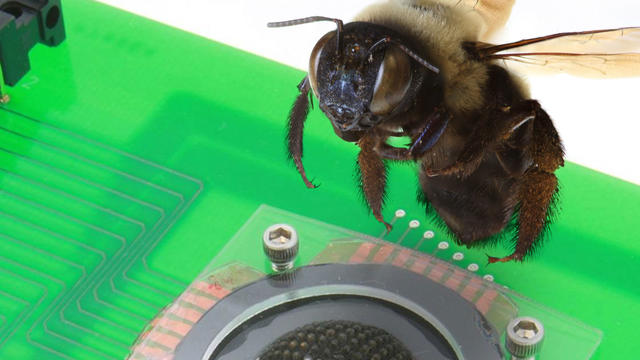 Insect-Eye Digital Camera Sees What You Just Did