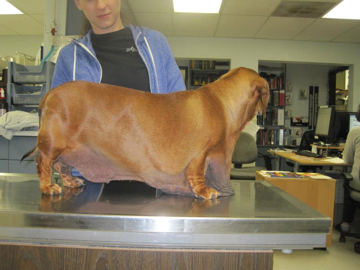 Obese dachshund's weight loss journey
