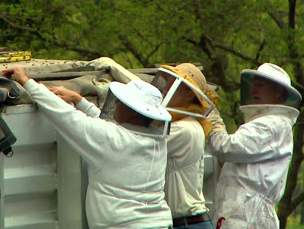 Bees On The Loose In New Jersey 