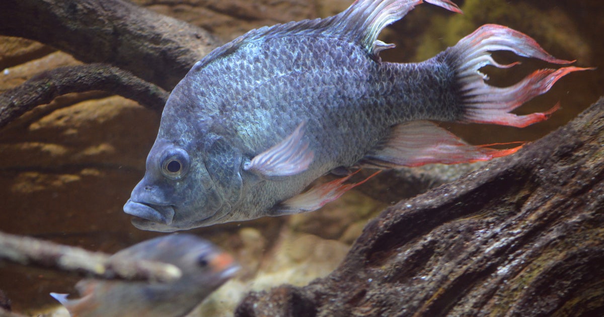 London Zoo seeks female mate for near-extinct fish - CBS News