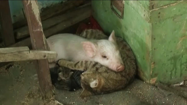 Are you my mom? Orphaned pig adopted by mother cat 