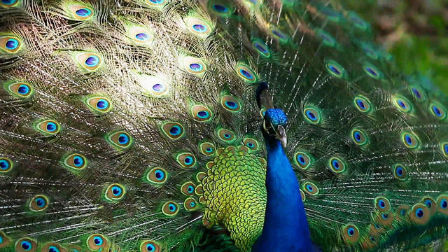 Nature: Peacocks 