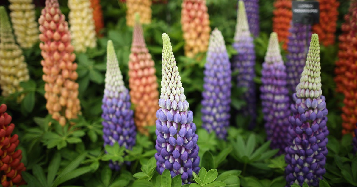 British flower show in full bloom