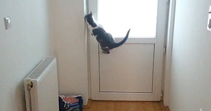Cat can open doors sales