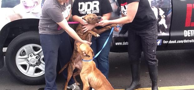detroit dog rescuers 