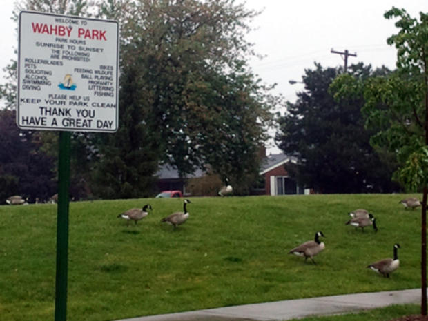 geese-st-clair-shores 