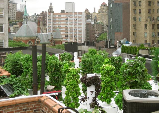 Best rooftop gardens and urban farms in NYC including Gallow Green