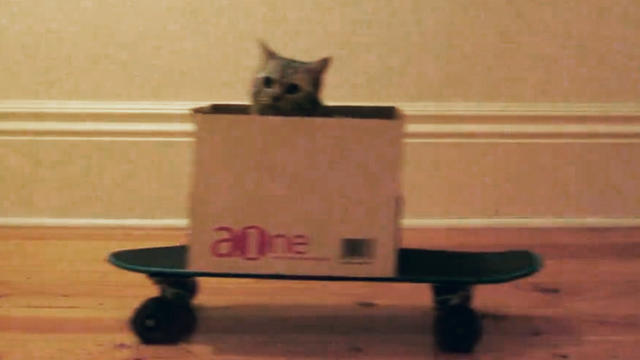 Cat boarding - the web's newest craze? 