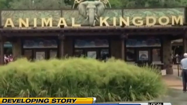 animal-kingdom.jpg 