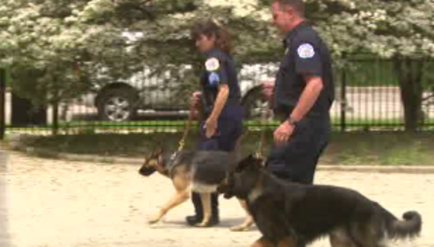Police_Dogs 