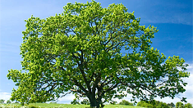 oak-tree.jpg 