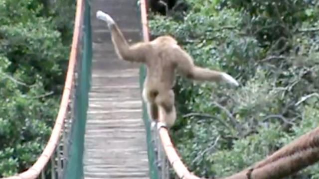 Gibbon_Tightrope_Saasa_SA.jpg 