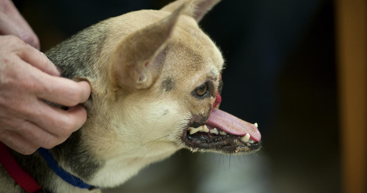 dog with no upper jaw