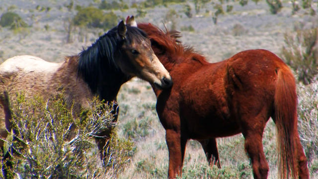 Nature: Wild horses 