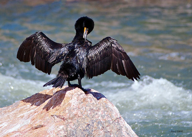 south-platte-cormorant.jpg 