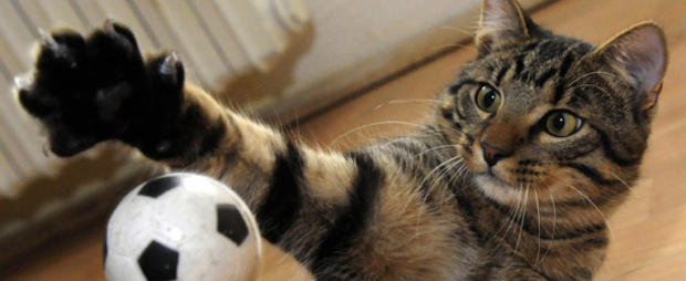 A six-month old cat plays with a footbal 