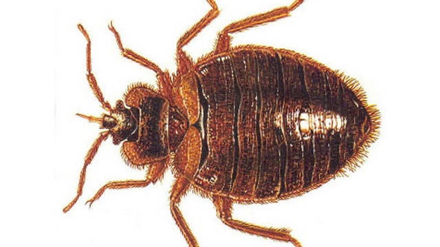 Bad news about bed bugs 