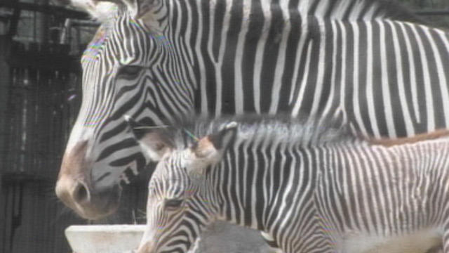 zebra-foal.jpg 