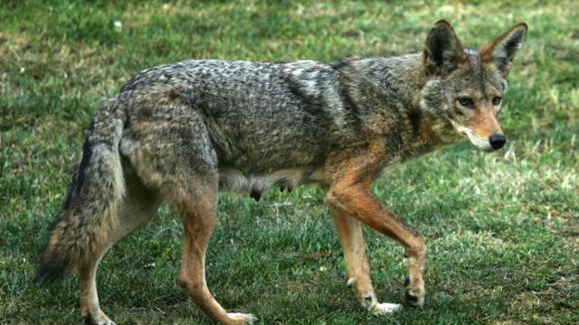coyote-2.jpg 