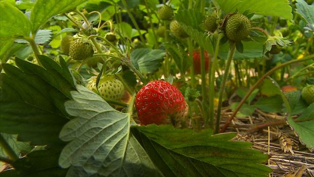 Strawberry Crop 
