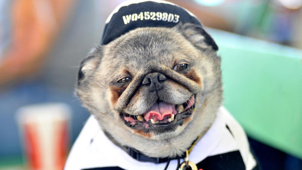 World's Ugliest Dog Contest 2013 
