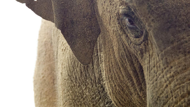 zoo-new-elephant-1-denver-zoo.jpg 