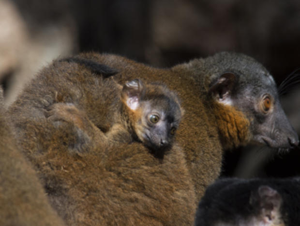 Brown Collareed Lemur and Baby 