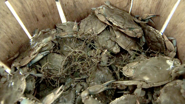 Blue crabs fished off Smith Island, Maryland. 