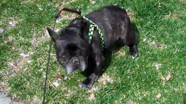 Funny French bulldog fears its flatulence  