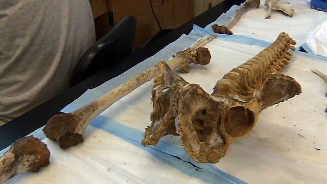 130628-illegal_immigrants-bodies.jpg 