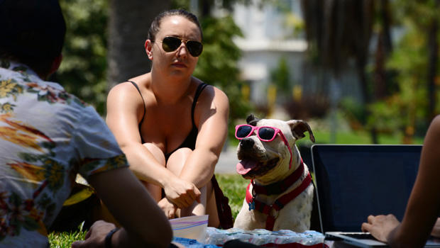 Captain, a boxer pitbull mix, wears sunglasses as he sits with his owner in Echo Lake Park in Los Angeles, California June 29, 2013. 
