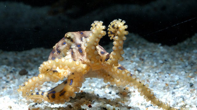 Blue-ringed octopus 