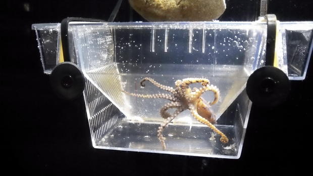 Enoshima Aquarium's resident blue-ringed octopus 