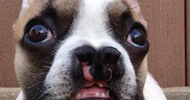 French bulldog Lentil helps kids with facial deformities