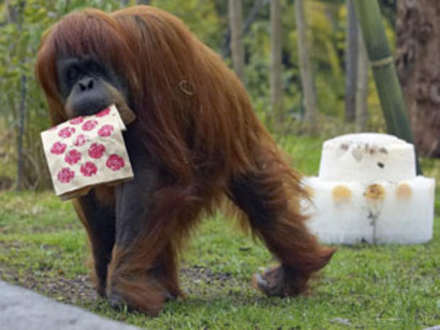 Orangutan birthday bash at San Diego Zoo 