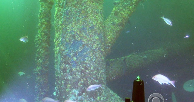 Unused oil rig becomes underwater Garden of Eden - CBS News