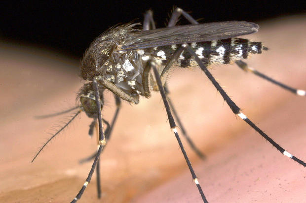 Mosquito Generic Closeup Mosquitoes 