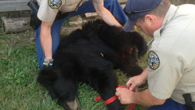 bear-and-wildlife-officers.jpg 
