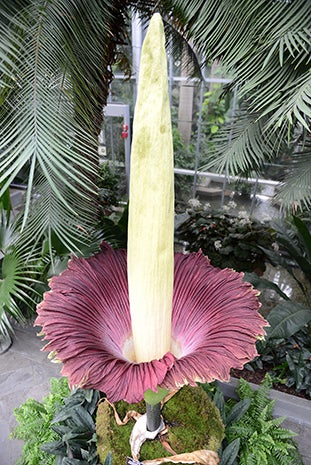 006_072213_TitanArumTop.jpg 