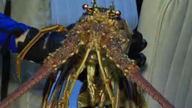 florida-lobster.jpg 