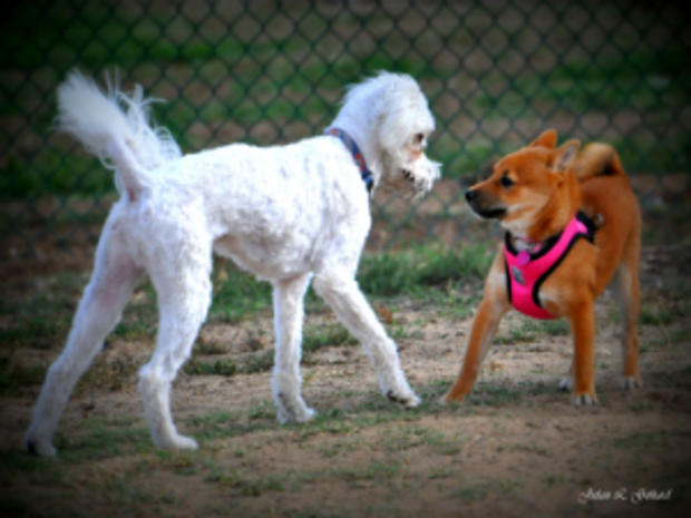 Shiba Inu pup makes a new friend at Redondo Beach Dog Park 