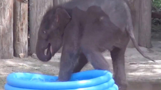 baby_elephant_in_pool.jpg 