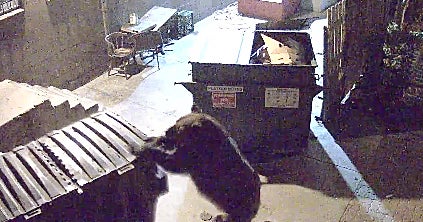 Bear steals restaurant's dumpster twice in a row CBS News