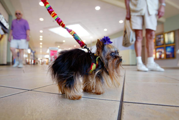 Yorkshire Terrier Vies For Title Of World's Smallest Dog 