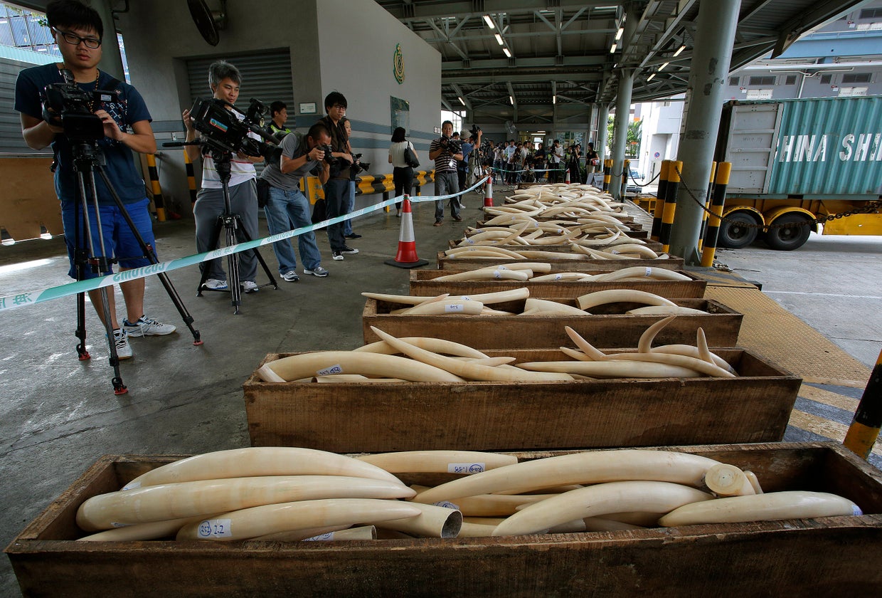 Illegal ivory, skins and horns seized in Hong Kong