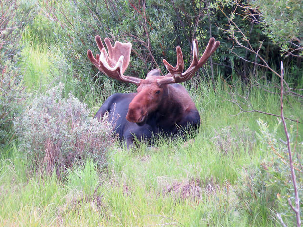 6174-deer-creek-bull-moose-080113.jpg 