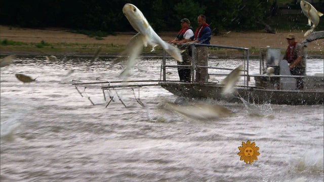 Invasive species spreading across America 