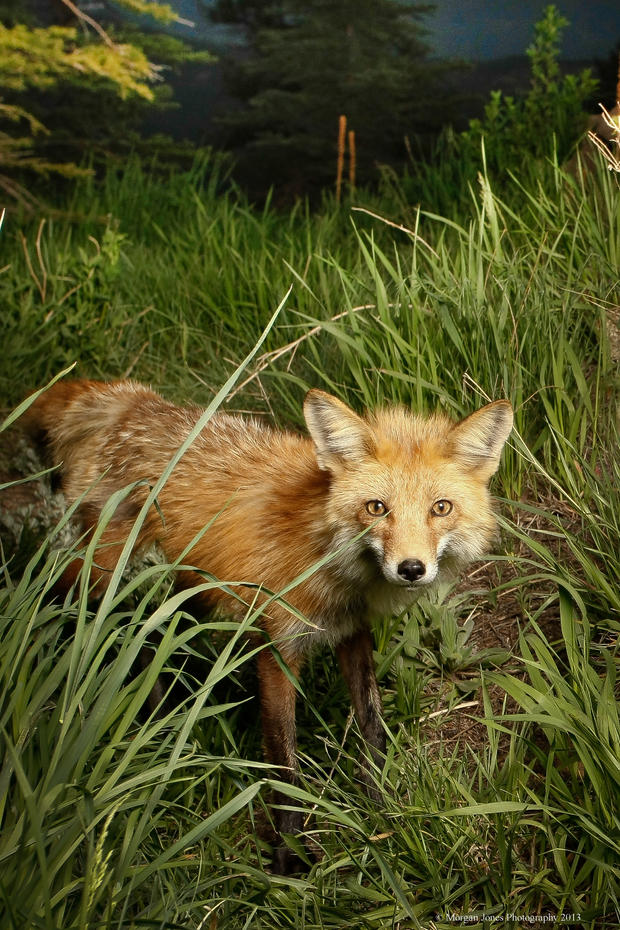 fox-2.jpg 